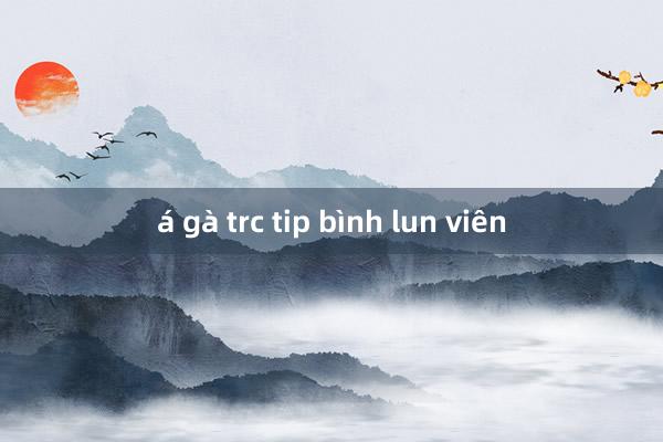 á gà trc tip bình lun viên